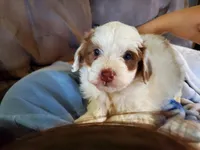 Daisy (blue eyes), a female Miniature Bernedoodle for sale in Leetonia, OH – 8 of 10