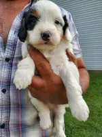 Patch, a male Miniature Bernedoodle for sale in Leetonia, OH – 5 of 10