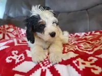 Patch, a male Miniature Bernedoodle for sale in Leetonia, OH – 10 of 10