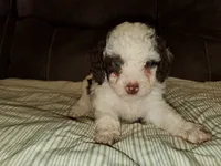 Teddy (greenish eyes), a female Miniature Bernedoodle for sale in Leetonia, OH – 8 of 8