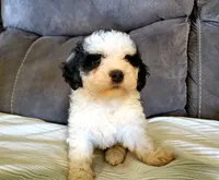 Amanda panda (tiny), a female Miniature Bernedoodle for sale in Leetonia, OH – 9 of 10