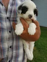 Dozer ( blue eyes), a male Miniature Bernedoodle for sale in Leetonia, OH – 8 of 10