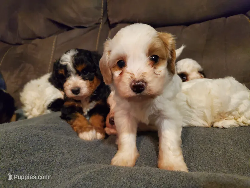 Lucy – Miniature Bernedoodle puppy for sale in Leetonia, OH