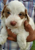 Daisy (blue eyes), a female Miniature Bernedoodle for sale in Leetonia, OH – 5 of 10