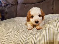 Lukie lambie, a male Miniature Bernedoodle for sale in Leetonia, OH – 7 of 10