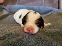 Duke, a male Miniature Bernedoodle for sale in Leetonia, OH – 6 of 8
