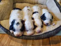 Duke (blue eye), a male Miniature Bernedoodle for sale in Leetonia, OH – 7 of 10