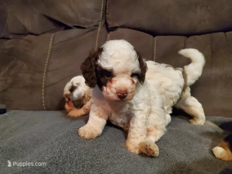 Teddy – Miniature Bernedoodle puppy for sale in Leetonia, OH