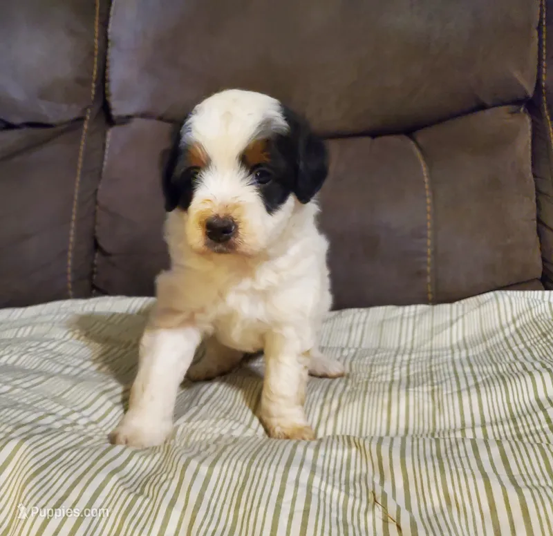 Snickers – Miniature Bernedoodle puppy for sale in Leetonia, OH