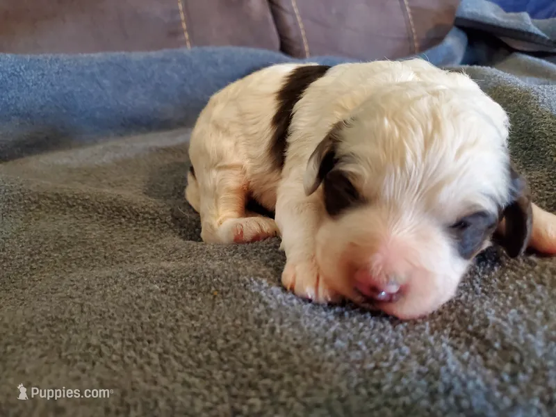 Dozer – Miniature Bernedoodle puppy for sale in Leetonia, OH