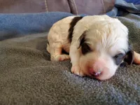 Dozer, a male Miniature Bernedoodle for sale in Leetonia, OH – 1 of 8