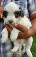 Dozer ( blue eyes), a male Miniature Bernedoodle for sale in Leetonia, OH – 10 of 10