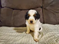Snickers, a male Miniature Bernedoodle for sale in Leetonia, OH – 7 of 9