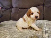 Lukie lambie, a male Miniature Bernedoodle for sale in Leetonia, OH – 6 of 10