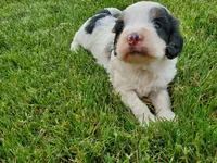 Duke (blue eye), a male Miniature Bernedoodle for sale in Leetonia, OH – 4 of 9