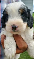 Duke (blue eye), a male Miniature Bernedoodle for sale in Leetonia, OH – 5 of 9