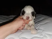 Dozer ( blue eyes), a male Miniature Bernedoodle for sale in Leetonia, OH – 7 of 10