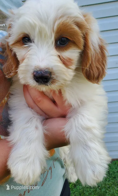 Lucy – Miniature Bernedoodle puppy for sale in Leetonia, OH