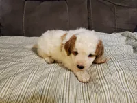 Lukie lambie, a male Miniature Bernedoodle for sale in Leetonia, OH – 10 of 10