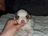 Daisy (blue eyes), a female Miniature Bernedoodle for sale in Leetonia, OH – 9 of 10