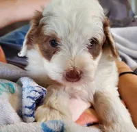 Daisy (blue eyes), a female Miniature Bernedoodle for sale in Leetonia, OH – 1 of 10