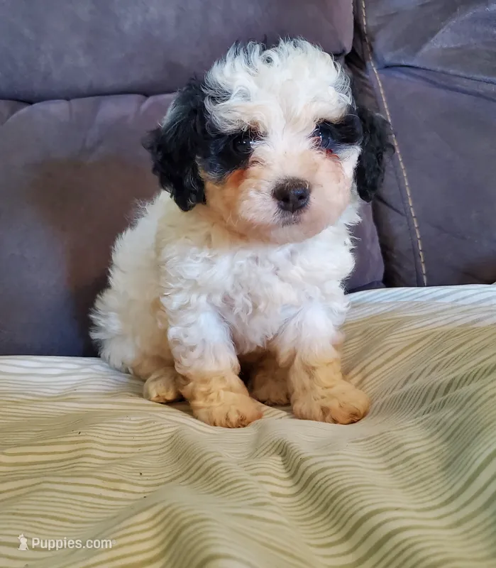 Amanda panda – Miniature Bernedoodle puppy for sale in Leetonia, OH