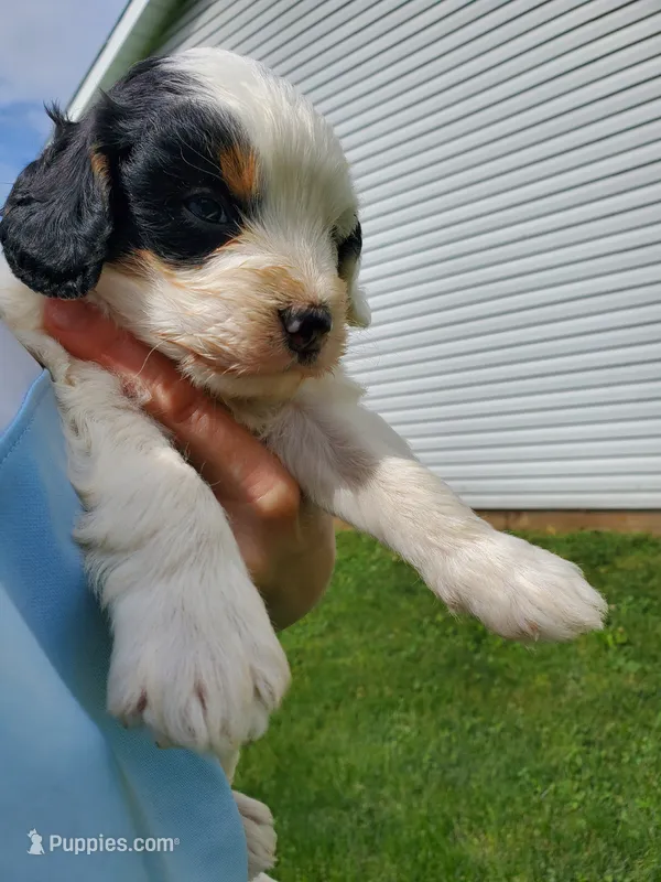 Patch – Miniature Bernedoodle puppy for sale in Leetonia, OH