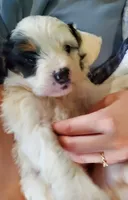 Patch, a male Miniature Bernedoodle for sale in Leetonia, OH – 7 of 10