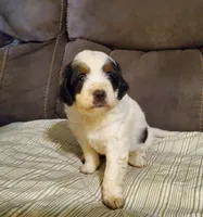 Snickers, a male Miniature Bernedoodle for sale in Leetonia, OH – 5 of 9