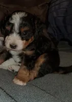 Winston , a male Miniature Bernedoodle for sale in Leetonia, OH – 8 of 9