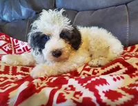 Dozer , a male Miniature Bernedoodle for sale in Leetonia, OH – 9 of 10