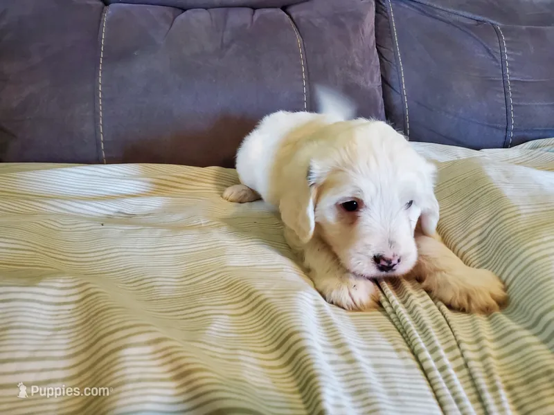 Buttons – Miniature Bernedoodle puppy for sale in Leetonia, OH