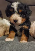 Winston , a male Miniature Bernedoodle for sale in Leetonia, OH – 5 of 9