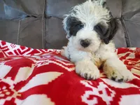 Dozer , a male Miniature Bernedoodle for sale in Leetonia, OH – 3 of 10