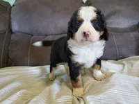 Ruffles, a female Miniature Bernedoodle for sale in Leetonia, OH – 6 of 6
