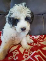 Dozer , a male Miniature Bernedoodle for sale in Leetonia, OH – 10 of 10