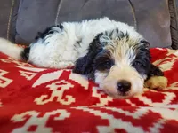 Duke , a male Miniature Bernedoodle for sale in Leetonia, OH – 2 of 10
