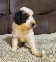 Snickers, a male Miniature Bernedoodle for sale in Leetonia, OH – 2 of 9