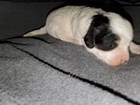 Patch, a male Miniature Bernedoodle for sale in Leetonia, OH – 4 of 8