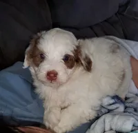 Daisy (blue eyes), a female Miniature Bernedoodle for sale in Leetonia, OH – 10 of 10