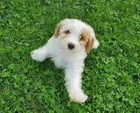 Lucy, a female Miniature Bernedoodle for sale in Leetonia, OH – 2 of 4