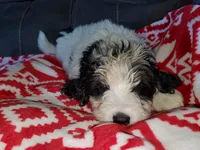 Duke , a male Miniature Bernedoodle for sale in Leetonia, OH – 9 of 10