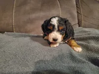 Winston , a male Miniature Bernedoodle for sale in Leetonia, OH – 9 of 9