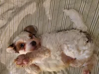 Bo (blue eye), a female Miniature Bernedoodle for sale in Leetonia, OH – 6 of 8