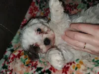 Willow (blue eye), a female Miniature Bernedoodle for sale in Leetonia, OH – Photo 2 of 6