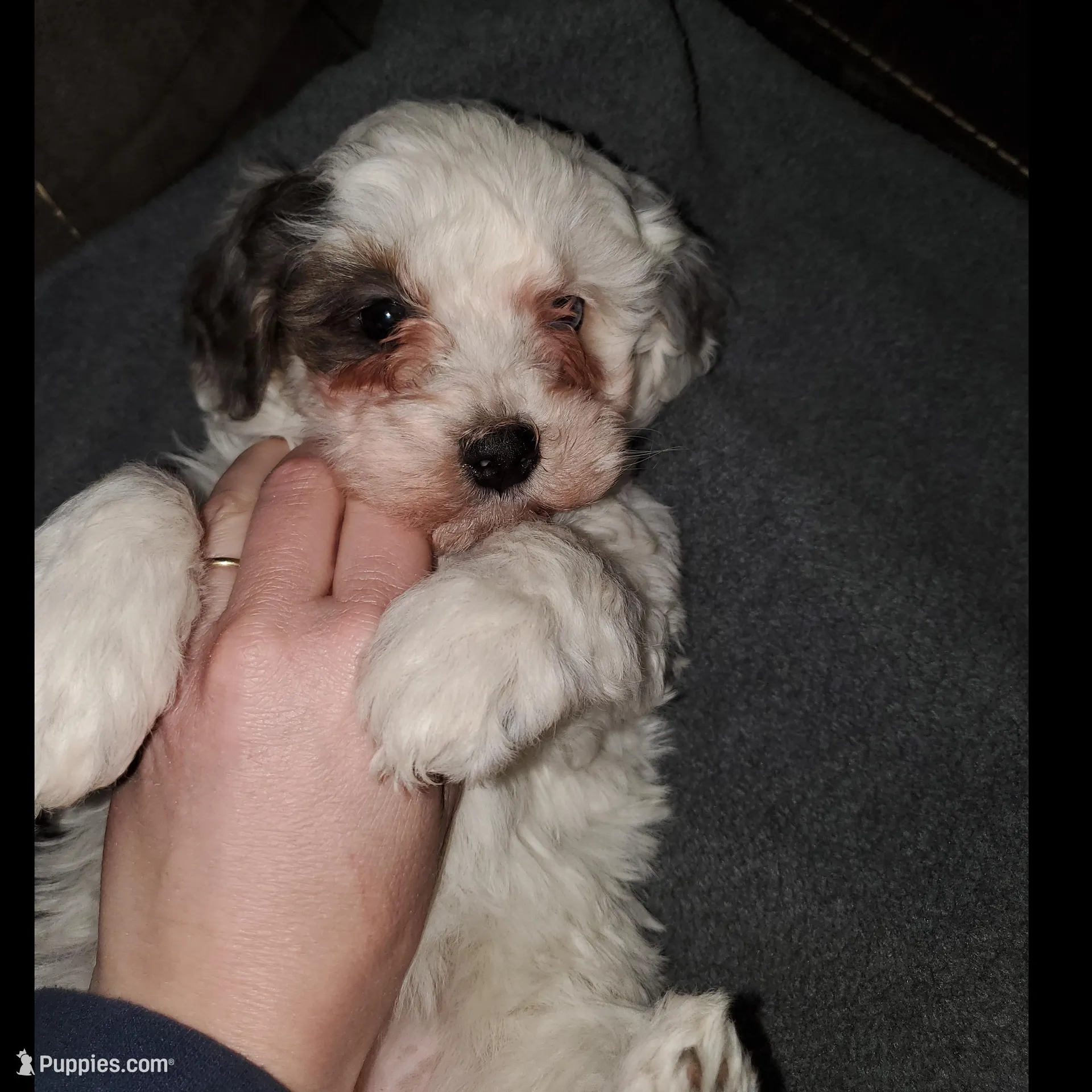 Willow (blue eye), a female Miniature Bernedoodle for sale in Leetonia, OH – Photo 4 of 6