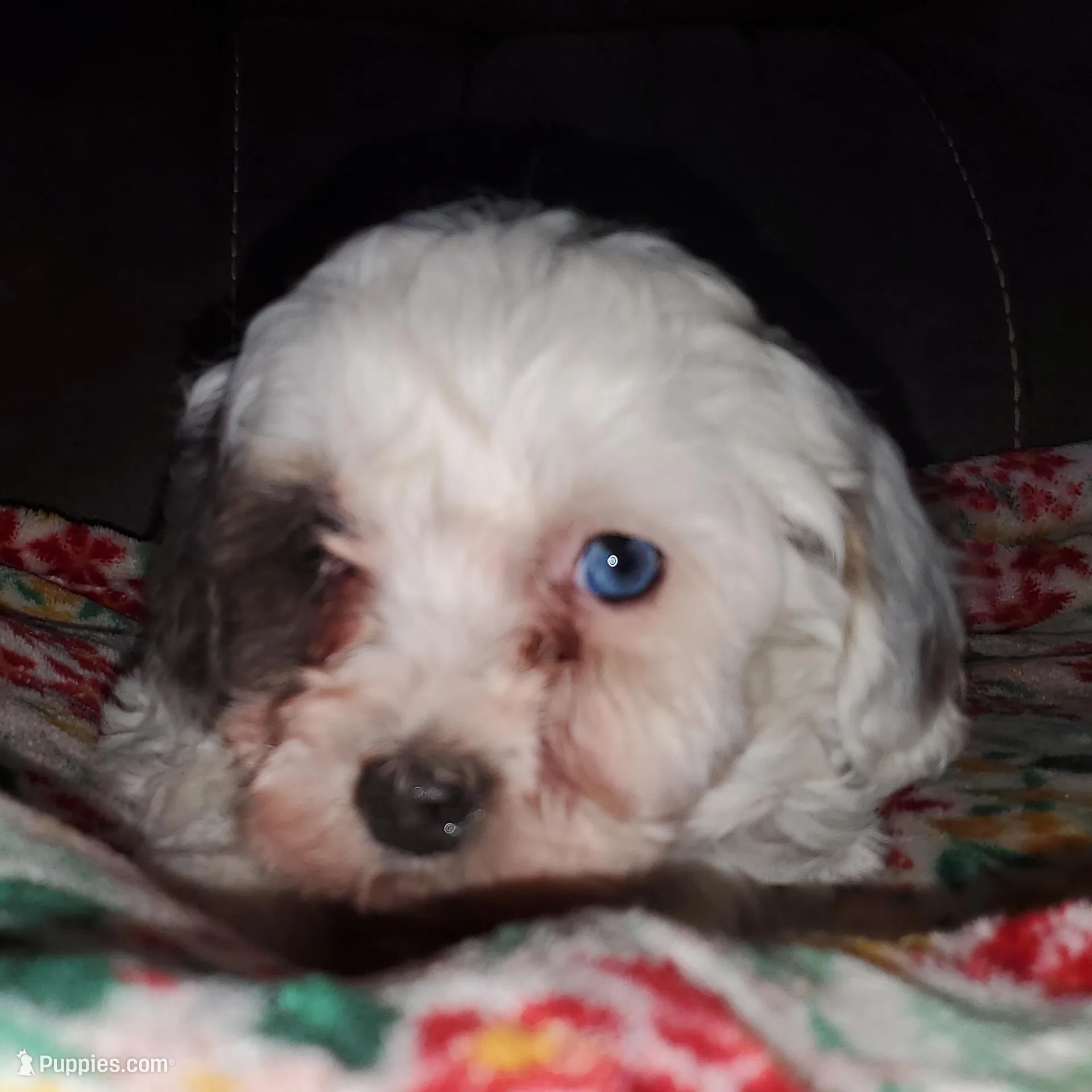 Willow (blue eye), a female Miniature Bernedoodle for sale in Leetonia, OH – Photo 6 of 6