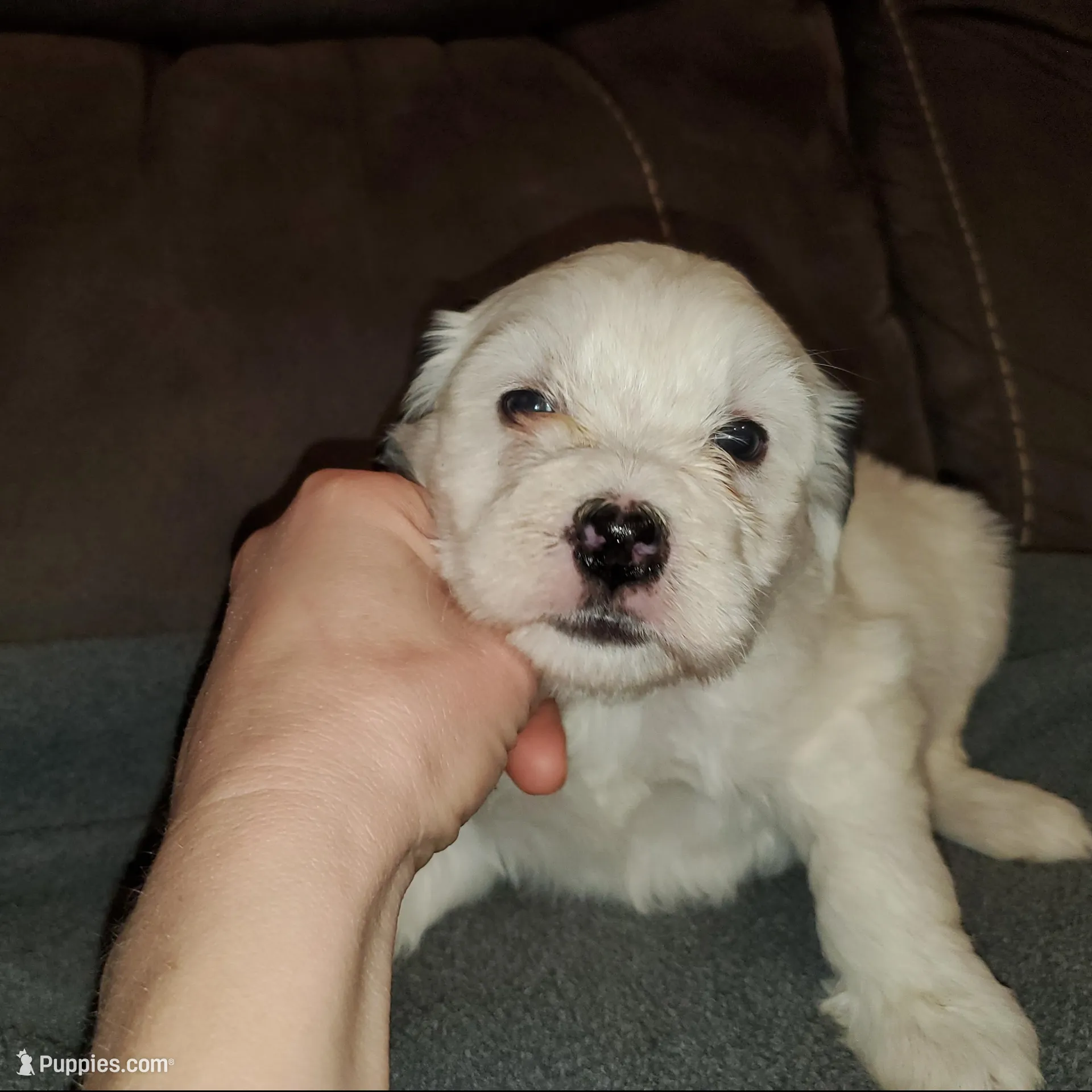 Darla, a female Miniature Bernedoodle for sale in Leetonia, OH – Photo 9 of 9