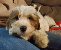 Rosie, a female Miniature Bernedoodle for sale in Leetonia, OH – Photo 6 of 9