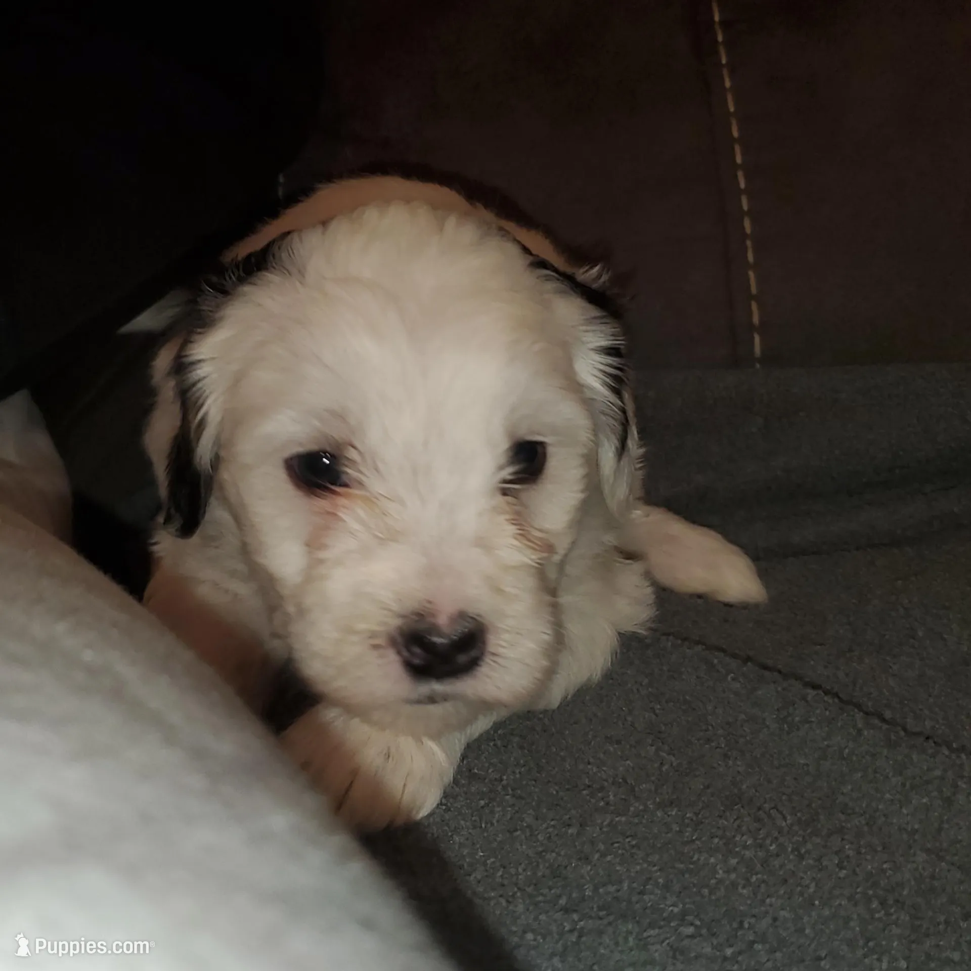 Darla, a female Miniature Bernedoodle for sale in Leetonia, OH – Photo 6 of 9